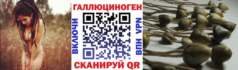 Псилоцибиновые грибы мицелий  Балтийск 